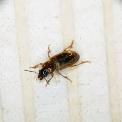 LeConte's Seedcorn Beetle thumbnail 1