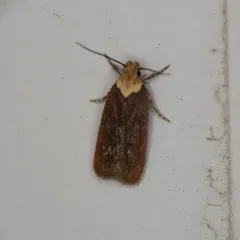 Purple Carrot-seed Moth thumbnail 3