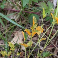Gymnoconia peckiana thumbnail 1