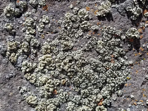 Peltate Rimmed Navel Lichen