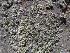 Peltate Rimmed Navel Lichen thumbnail 1