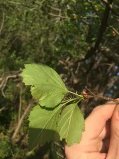 Crataegus aquilonaris thumbnail 3
