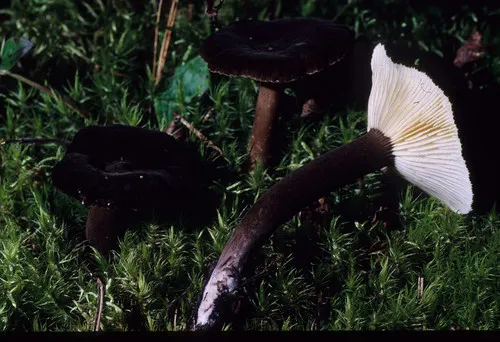 Sooty spruce lactarius