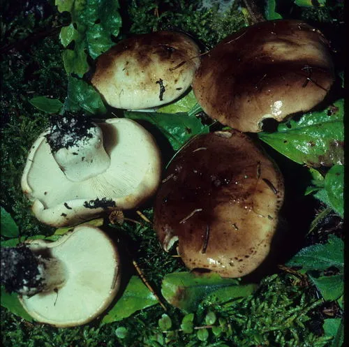 Red-brown Trich