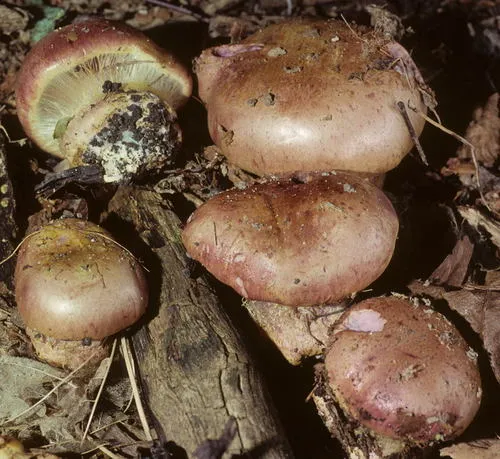 Atkinson's Fungus