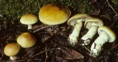 Phlegmacium claricolor thumbnail 1