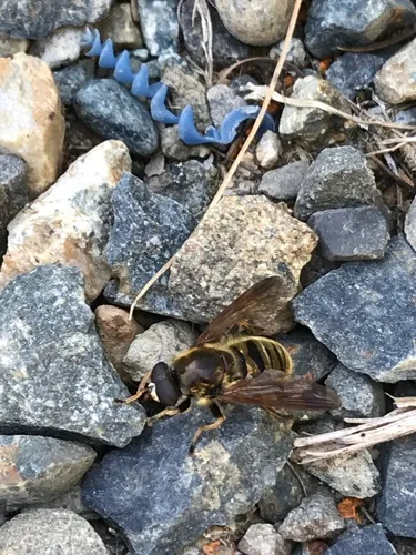 Golden Quicksilver