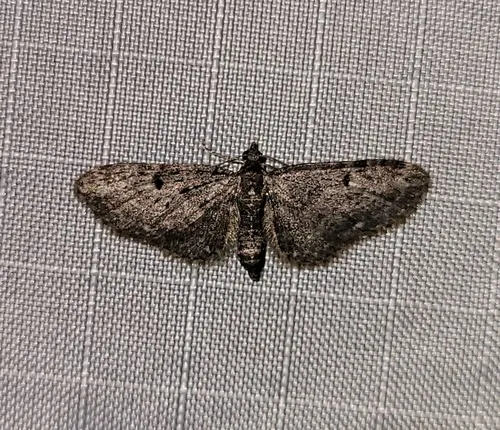 Larch Pug Moth