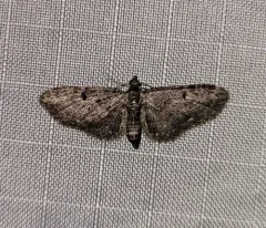 Larch Pug Moth thumbnail 1