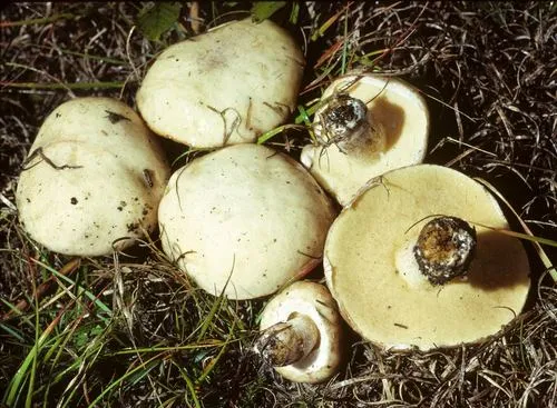 Suillus neoalbidipes