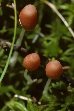 Atheniella amabillissima thumbnail 1