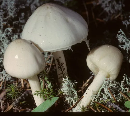Dripping Slimecap