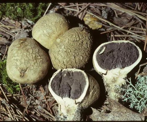 Onion Earthball