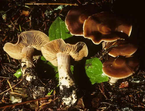 Cortinarius illuminus