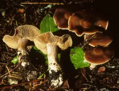 Cortinarius illuminus thumbnail 1