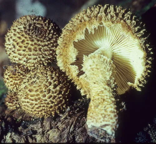 Decorated Pholiota