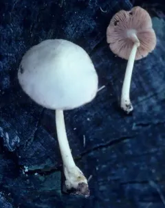 Volvariella hypopithys thumbnail 2