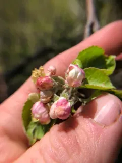 European Wild Apple thumbnail 3