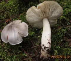 Tricholoma virgatum thumbnail 2