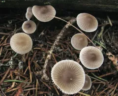 Mycena vulgaris thumbnail 2