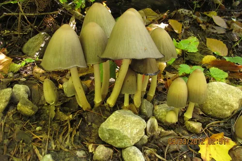 Humpback Inkcap