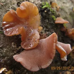 Jelly Tree Ear thumbnail 1