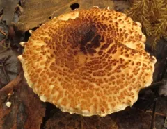 Lepiota cortinarius thumbnail 1