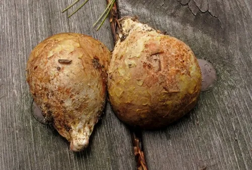 Rhizopogon rubescens