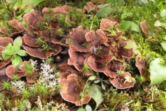 Hydnellum subzonatum thumbnail 2
