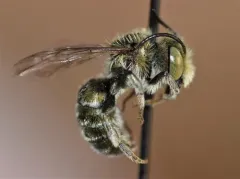 Osmia conjuncta thumbnail 3