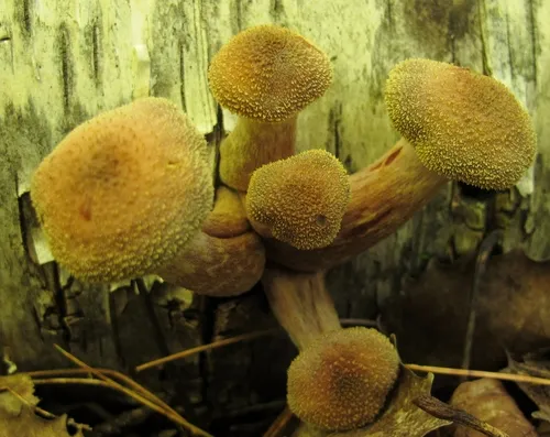 Armillaria sinapina