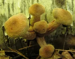 Armillaria sinapina thumbnail 1