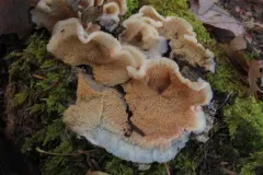 Trembling Crust thumbnail 3