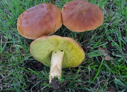 Smoothish-stemmed bolete