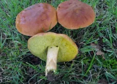 Smoothish-stemmed bolete thumbnail 1