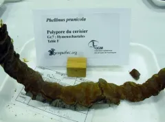 Phellinus prunicola thumbnail 3