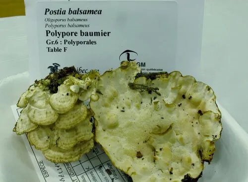 Spongiporus balsameus