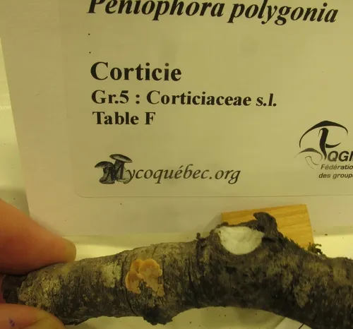 Peniophora polygonia