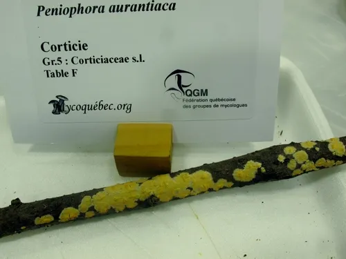 Peniophora aurantiaca
