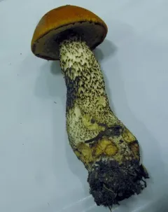 Leccinum piceinum thumbnail 2