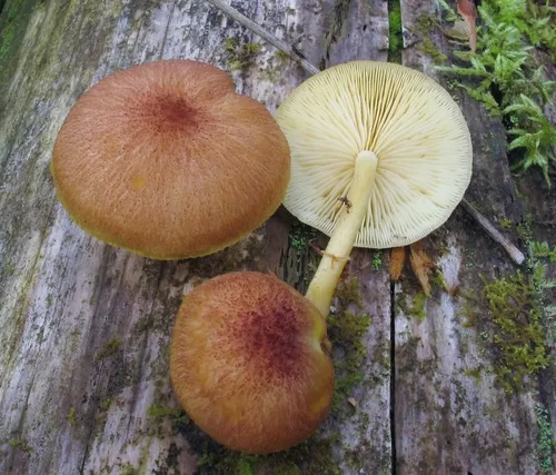 Tricholomopsis flammula