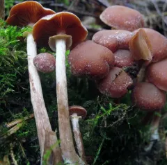 Tubaria confragosa thumbnail 2