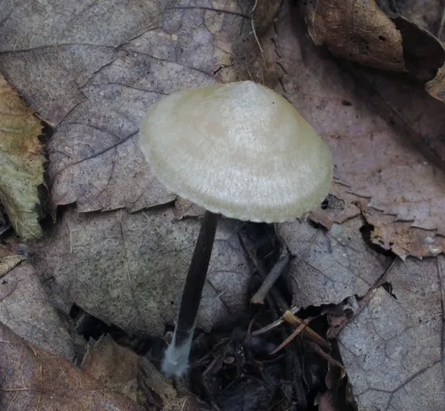 Entoloma conicum