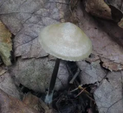 Entoloma conicum thumbnail 1