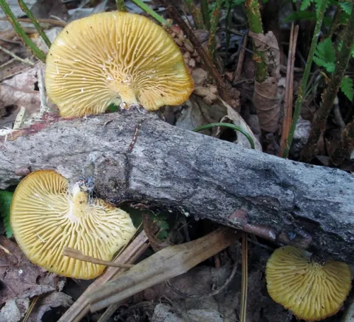 Neofavolus suavissimus