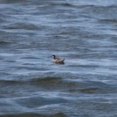 Wilson's Phalarope thumbnail 2