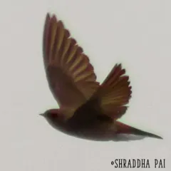 Northern Rough-winged Swallow thumbnail 3