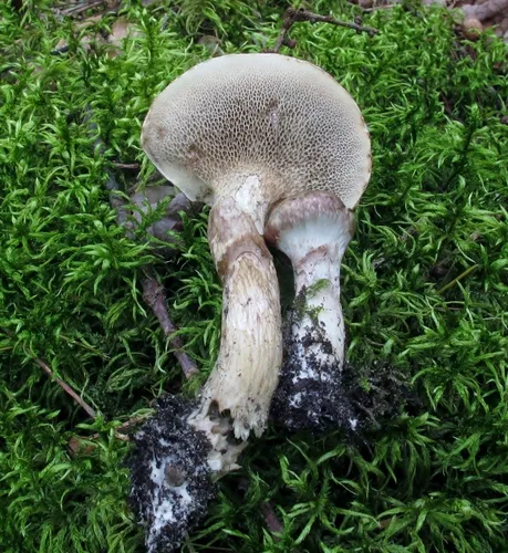 Suillus grisellus