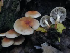 Brick Cap thumbnail 1
