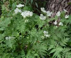sweet cicely thumbnail 1